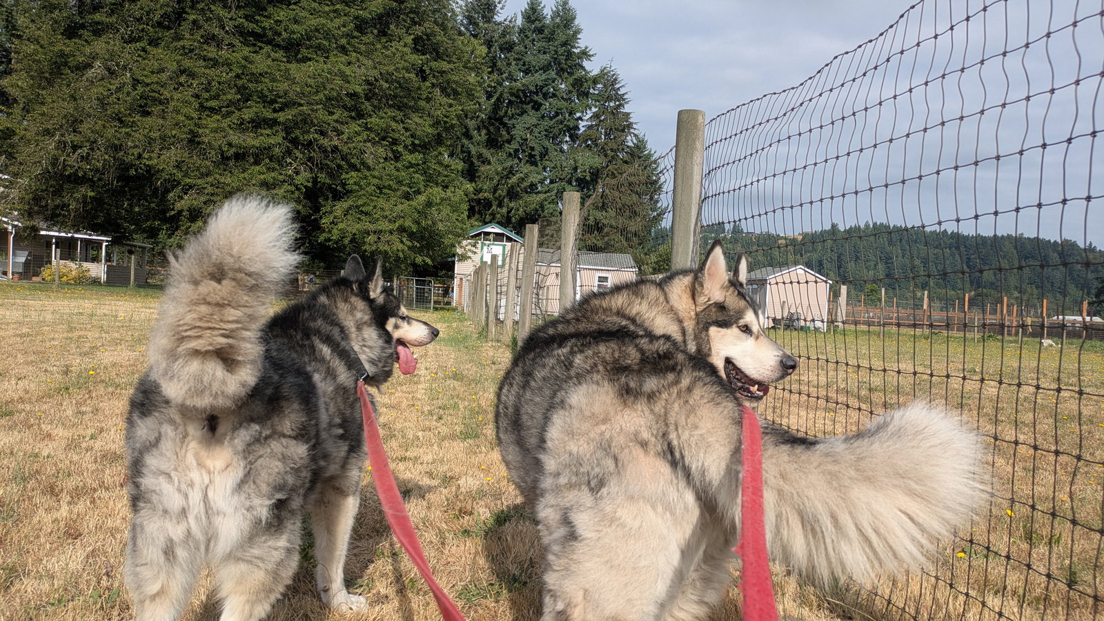 dog-image