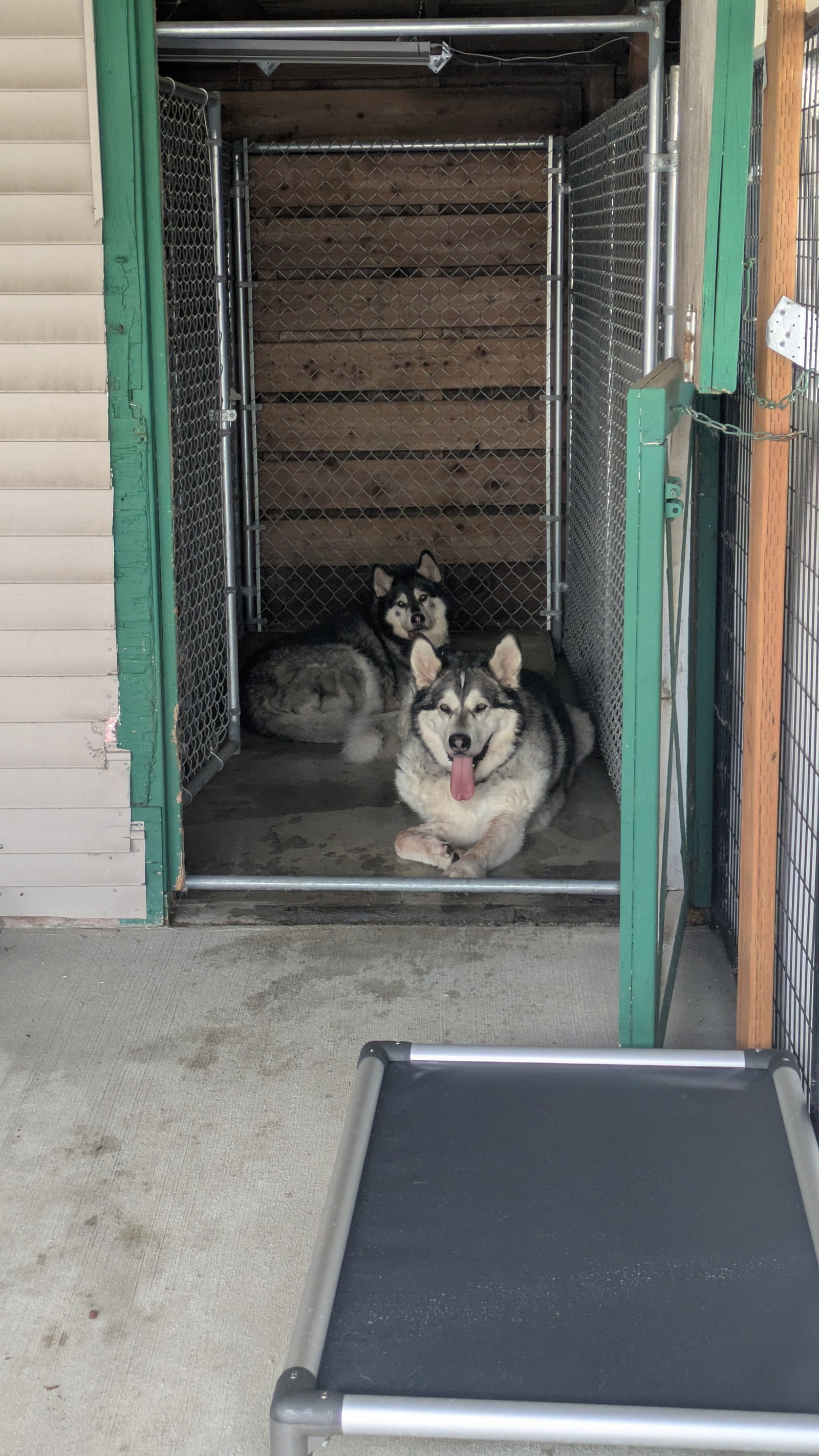 dog-image