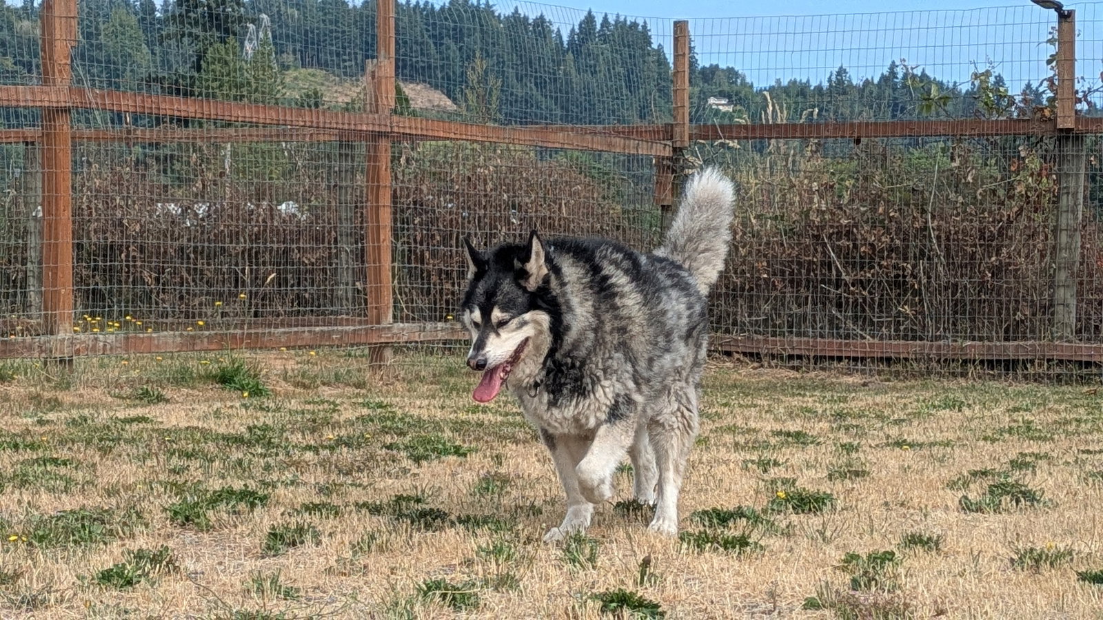 dog-image