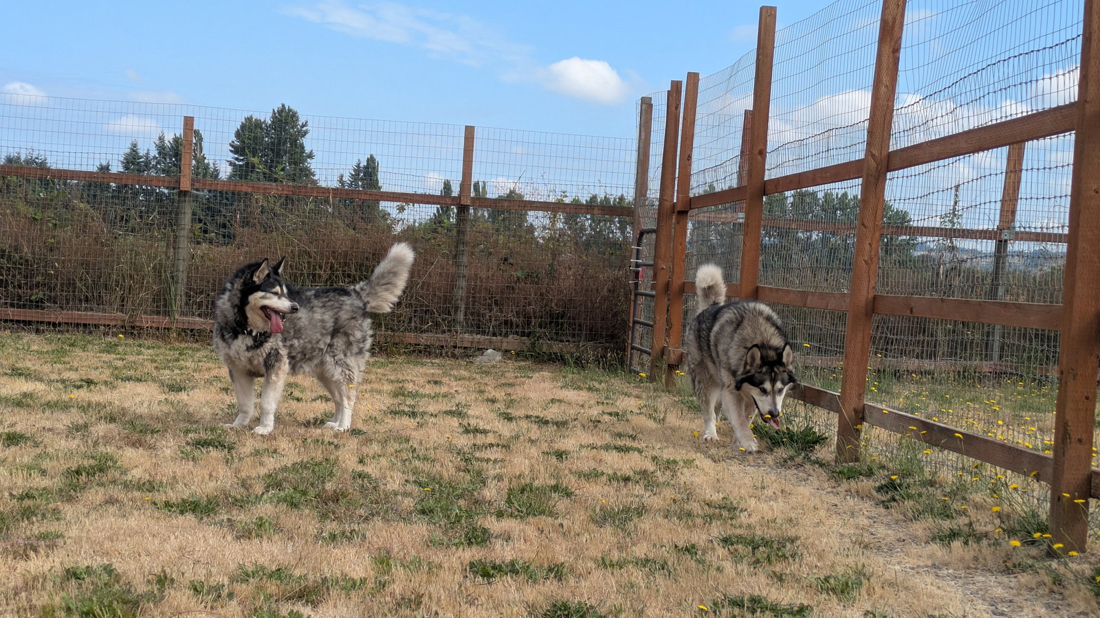 dog-image