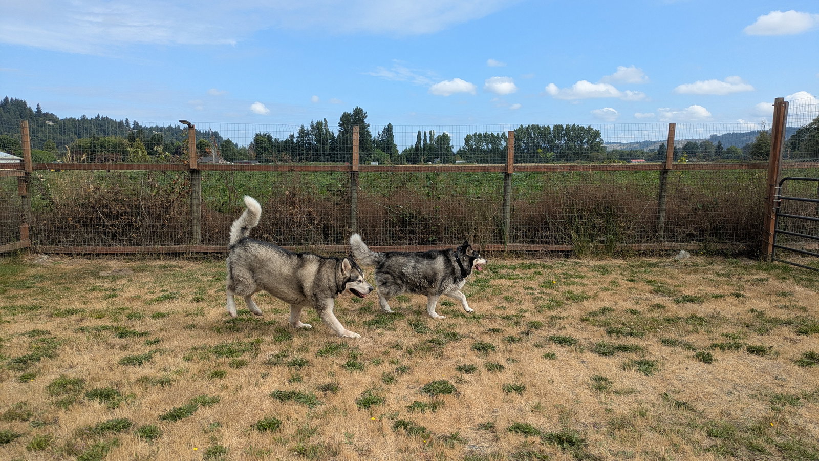 dog-image
