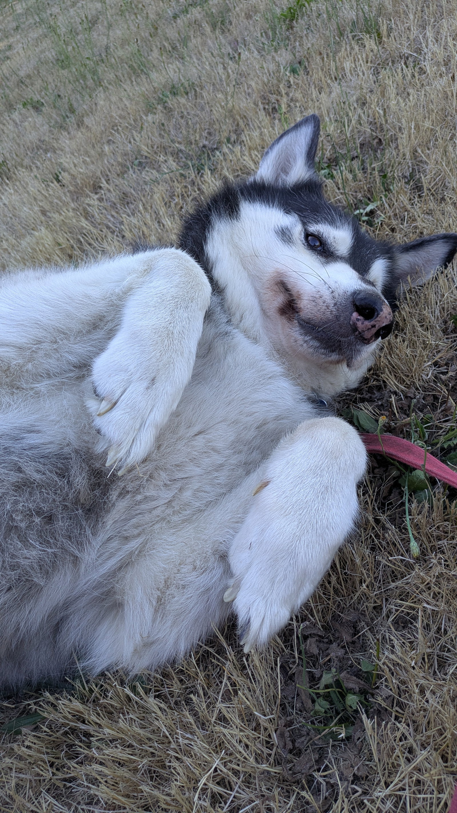 dog-image