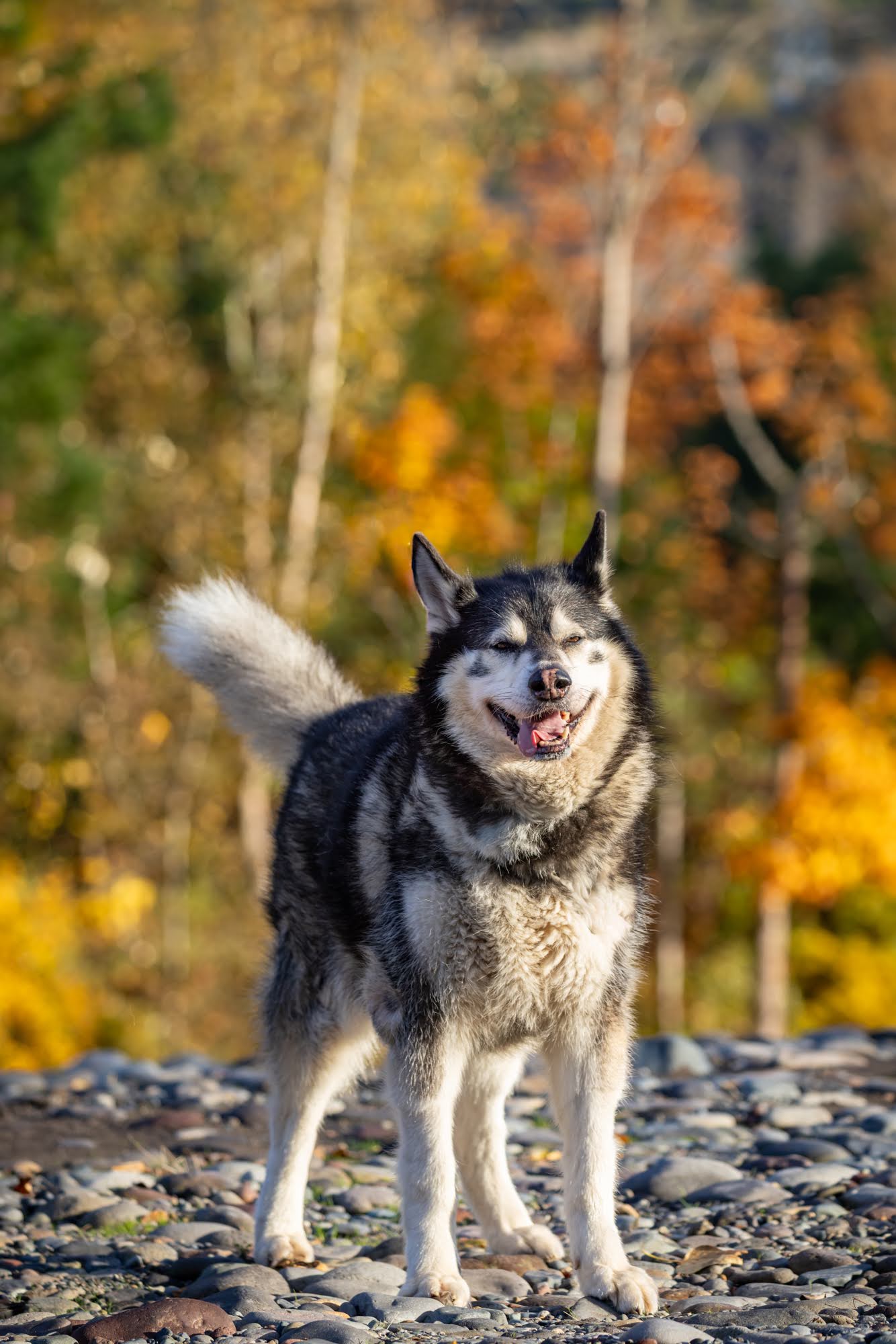 dog-image