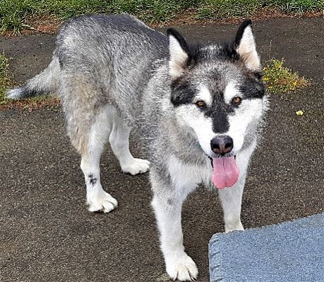 dog-image