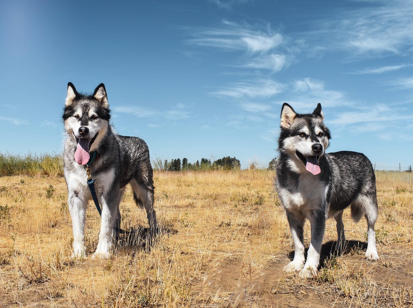 dog-image