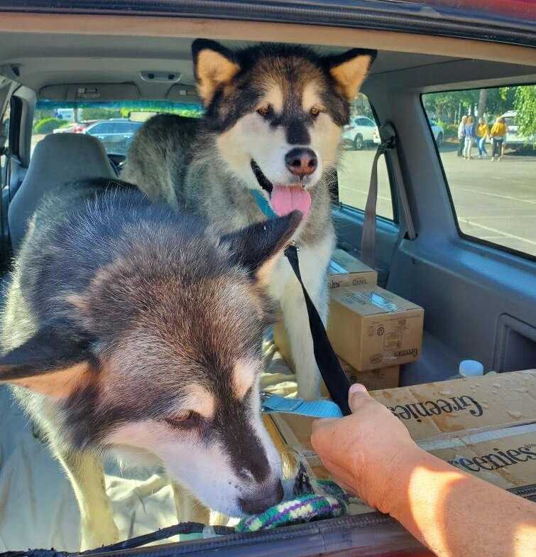 dog-image