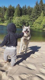 dog-image