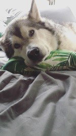 dog-image