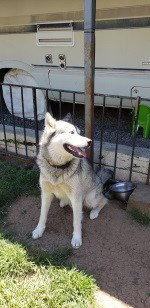 dog-image