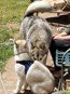 dog-image