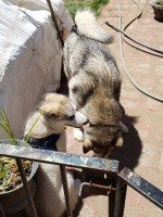 dog-image
