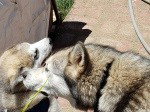 dog-image