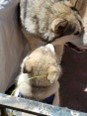 dog-image