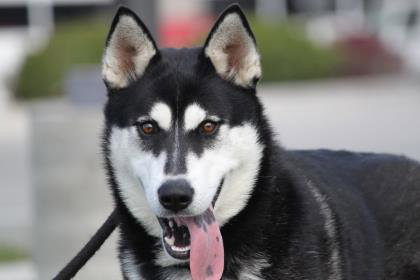 dog-image