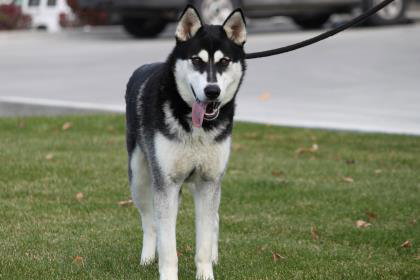 dog-image