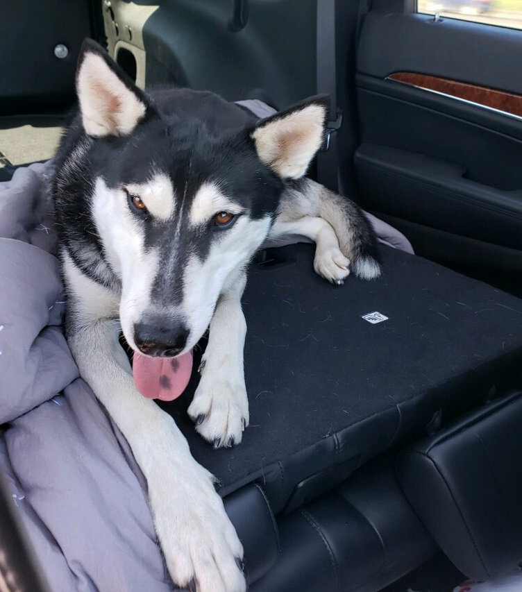 dog-image