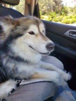 dog-image