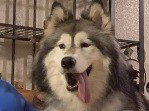 dog-image