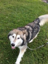 dog-image