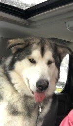 Lucky (aka Maxi)
