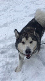dog-image