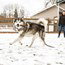 dog-image