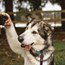 dog-image