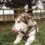 dog-image