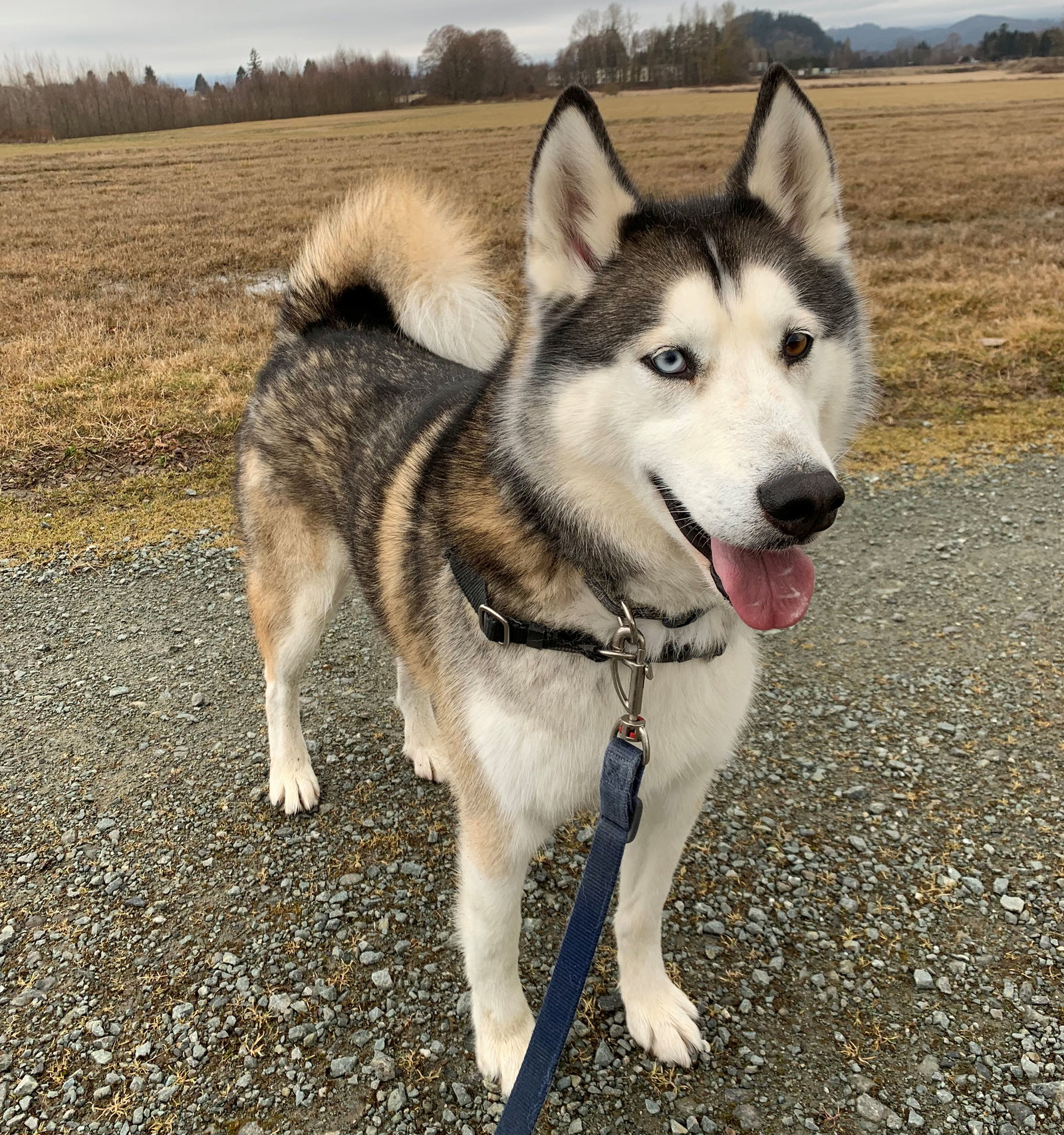 dog-image