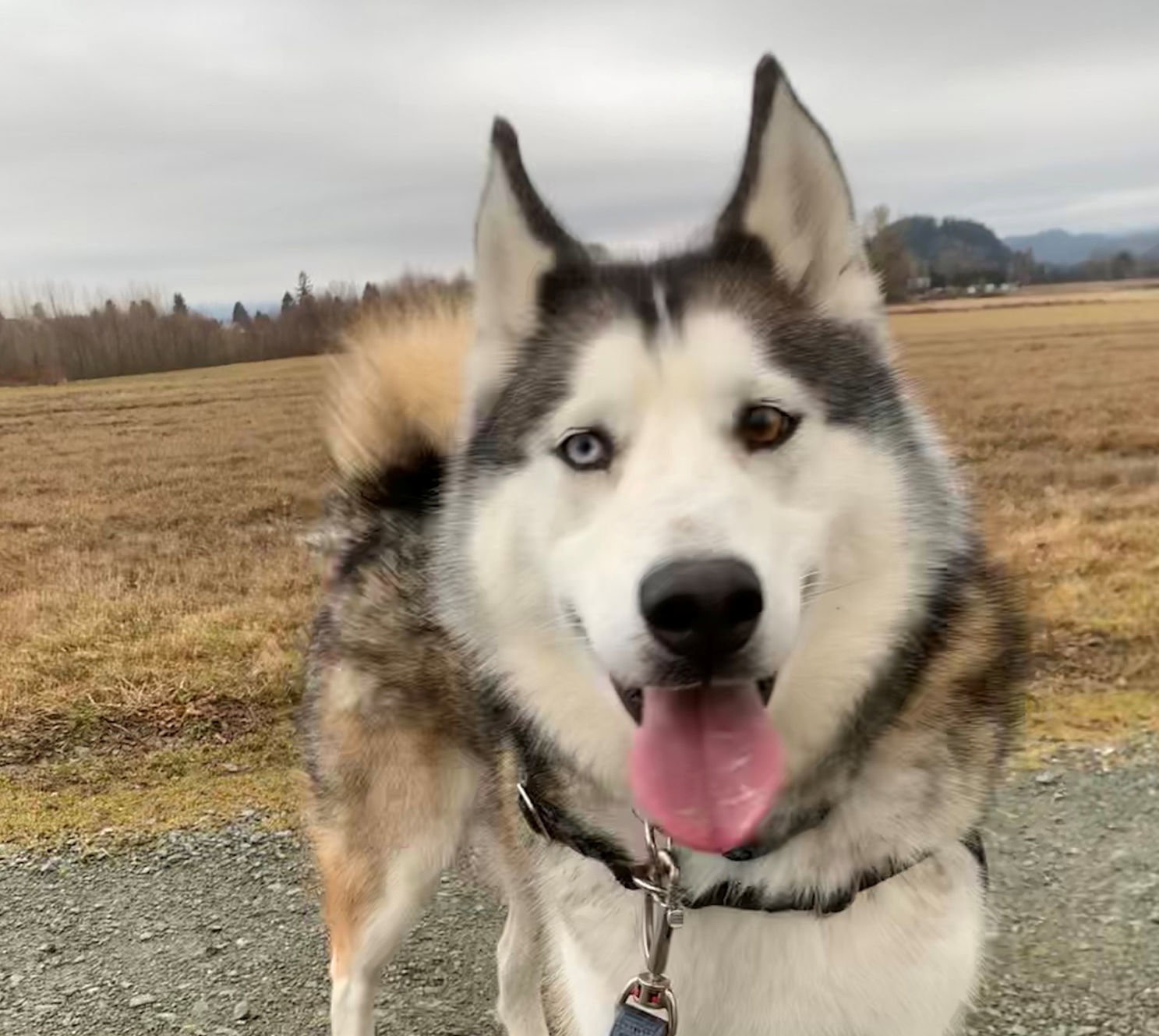 dog-image