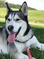 dog-image
