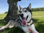 dog-image