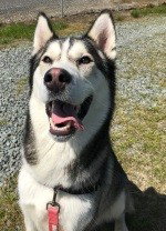 dog-image