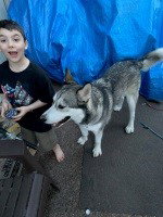 dog-image