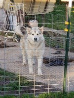 Stryder (renamed Ranger)