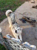 dog-image