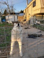 dog-image