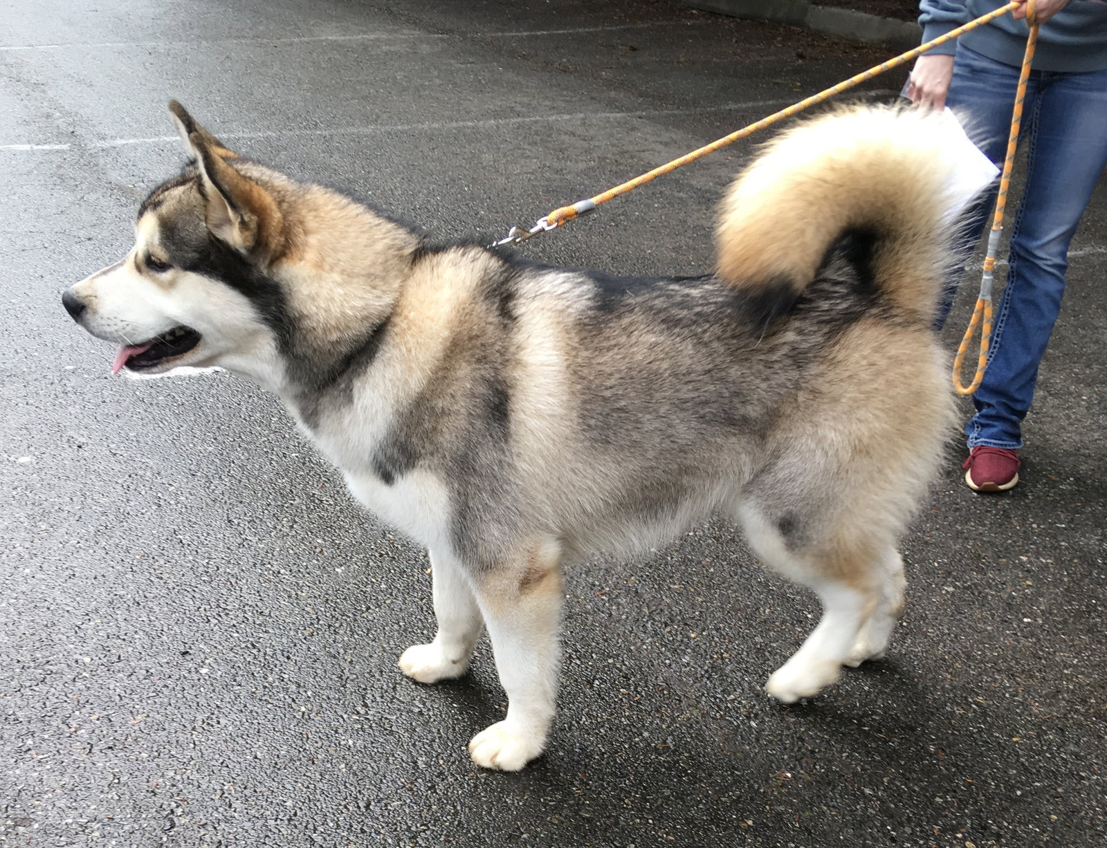 dog-image