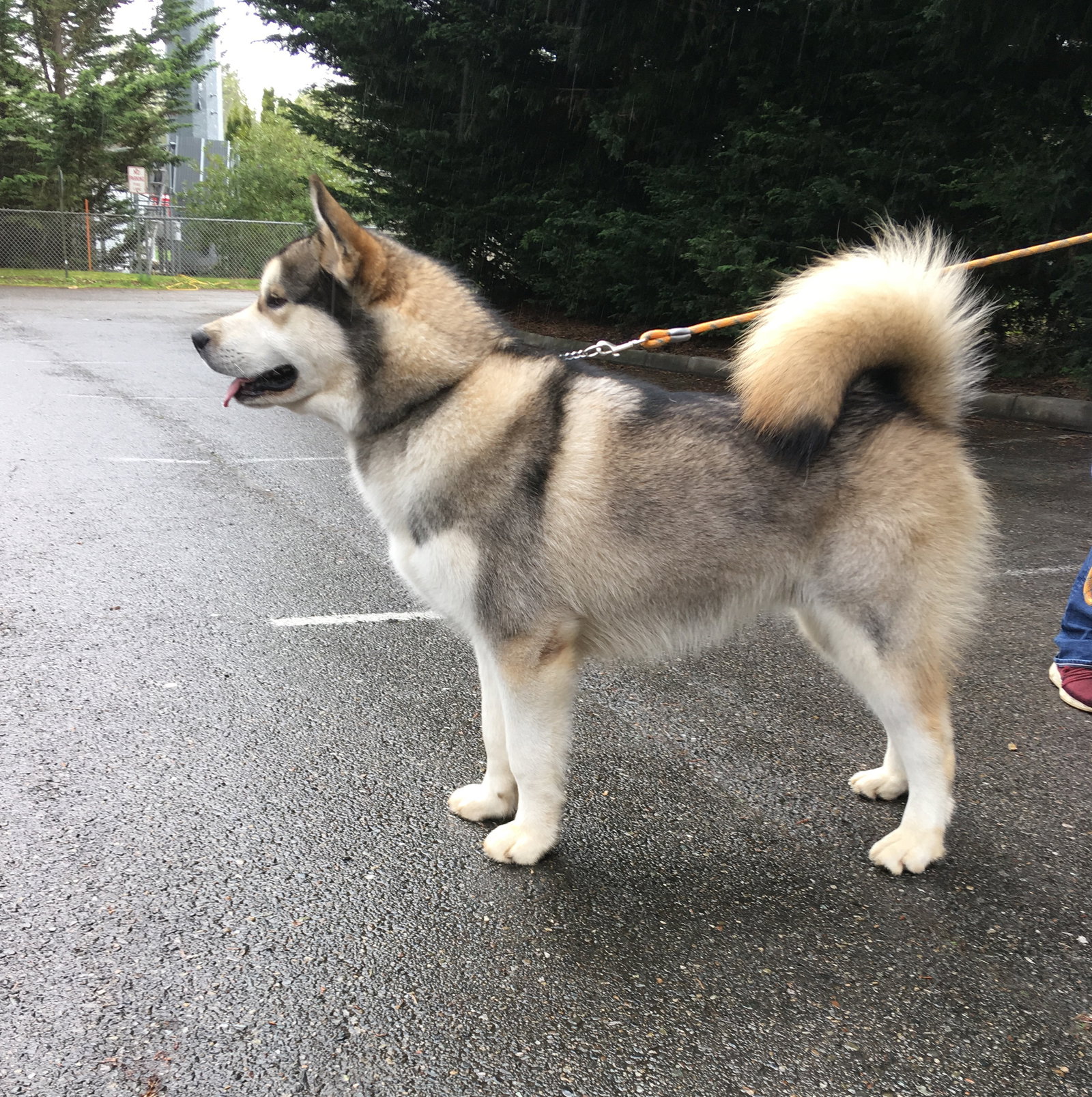 dog-image