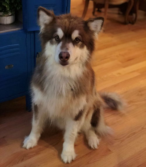 KODA