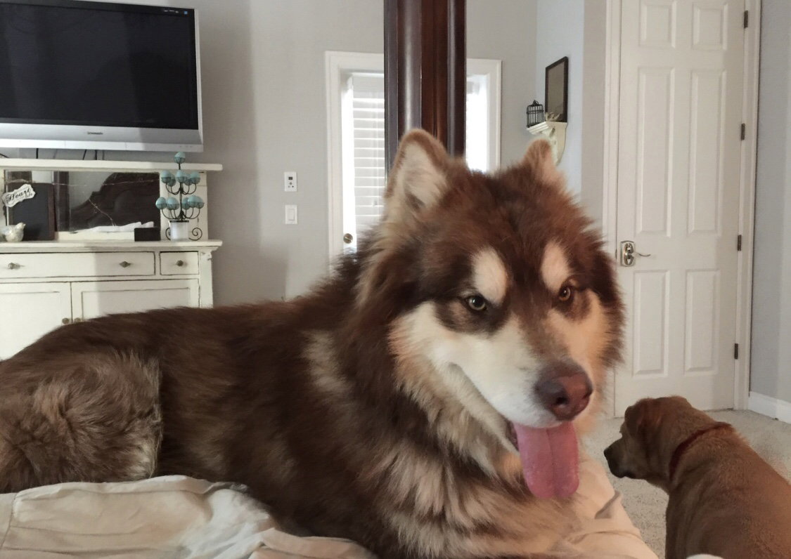 dog-image