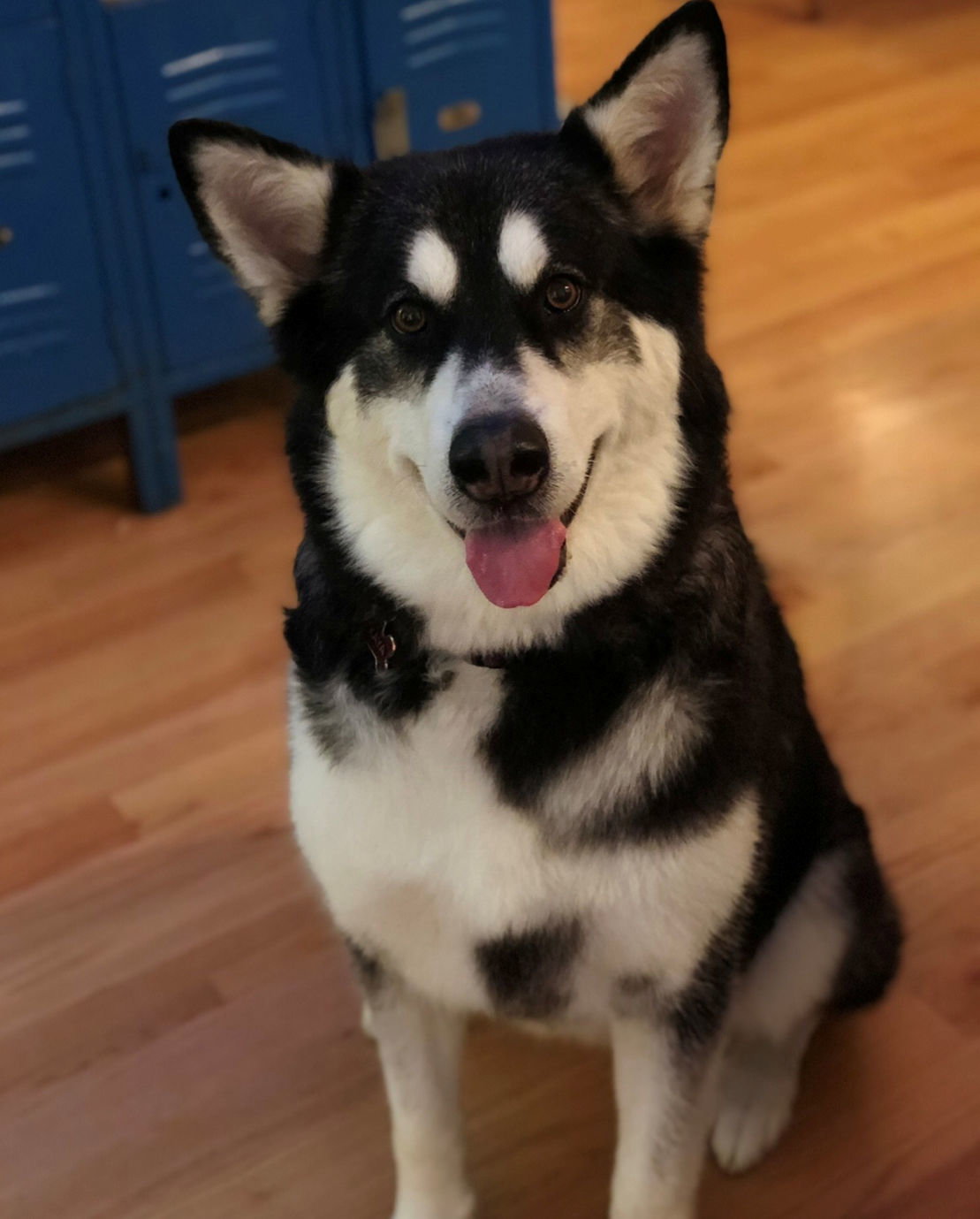 dog-image