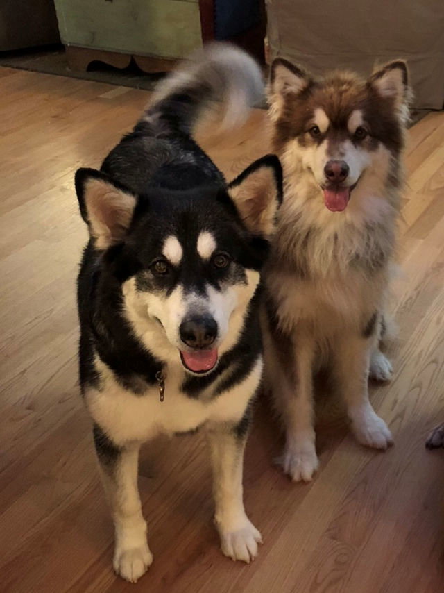 dog-image