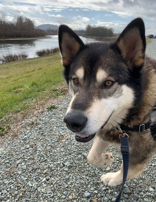 Klaus