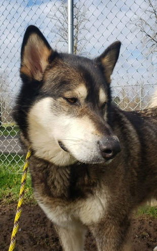 dog-image