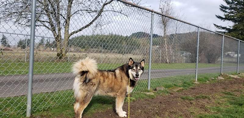 dog-image