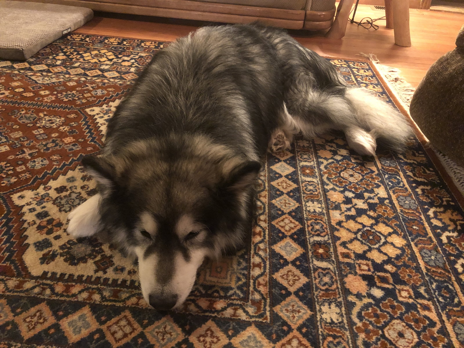 dog-image