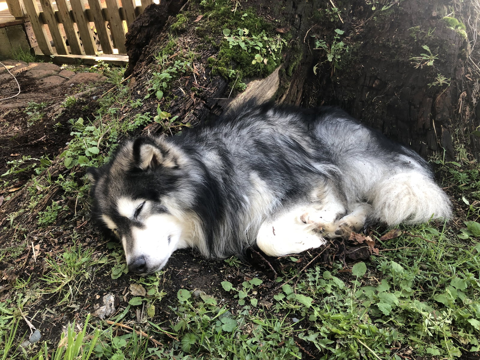 dog-image