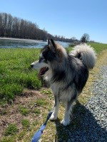 dog-image