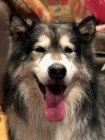 dog-image